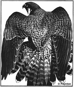 Peregrine Mantle - Wood Engraving