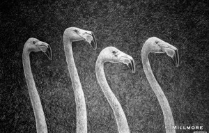 Flamingo Quartet  