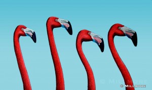Flamingo Quartet        