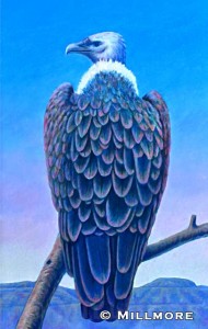 Vulture